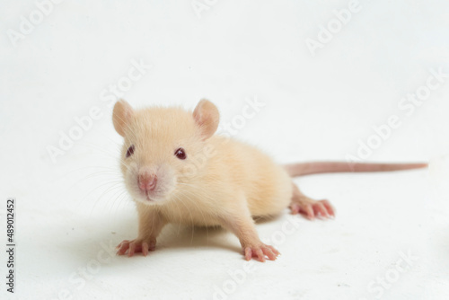 cute albino rat isolated on a white background
 photo