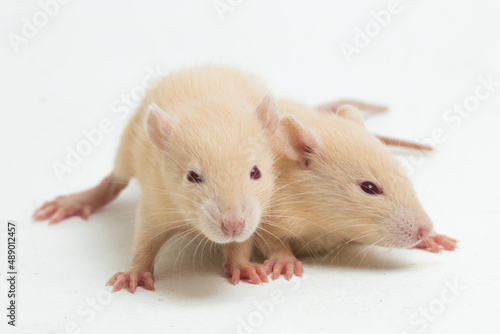 cute albino rat isolated on a white background 