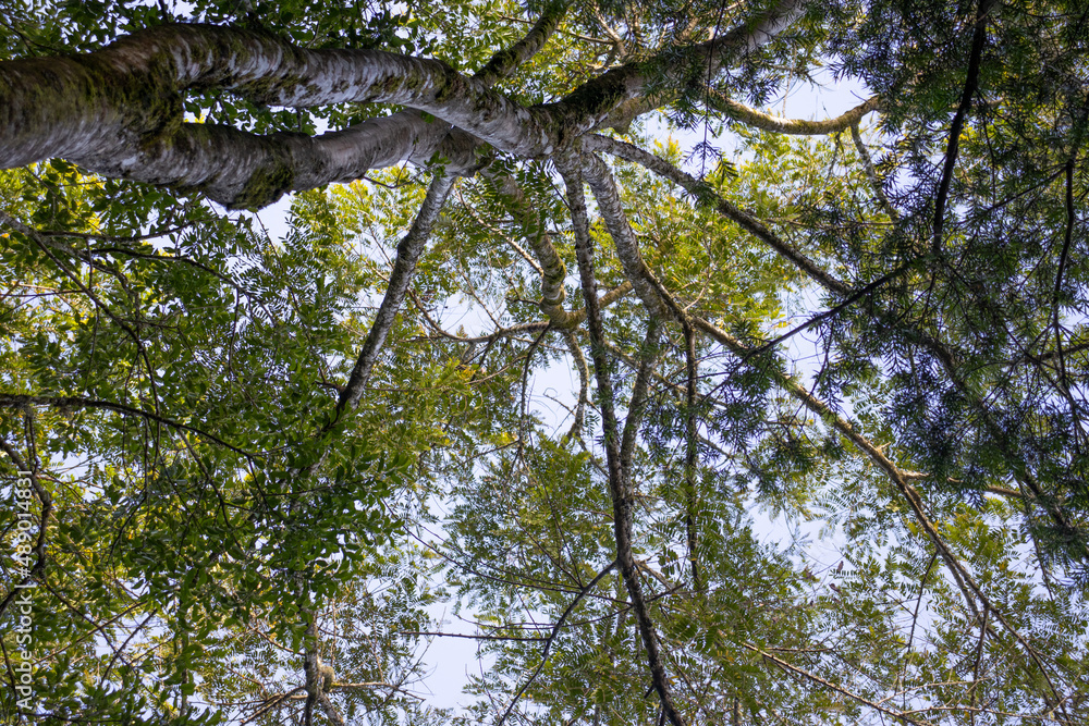 Fototapeta premium leaves against sky