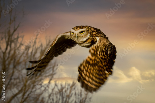 Owl flying isolated against a sunset sky, close up