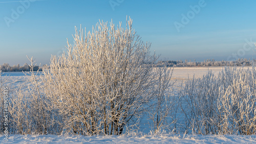 Winter landscape with snowy shrubs on blue sky background. Plants are covered with hoar frost.