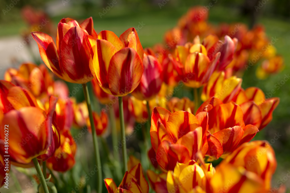 tulips tulips
