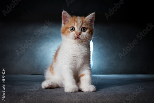 Scottish fold kitten sitting on black background with blue rim light in studio. Orange Kitten on black background.