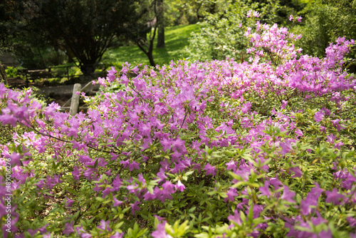 azalea shrub in the park