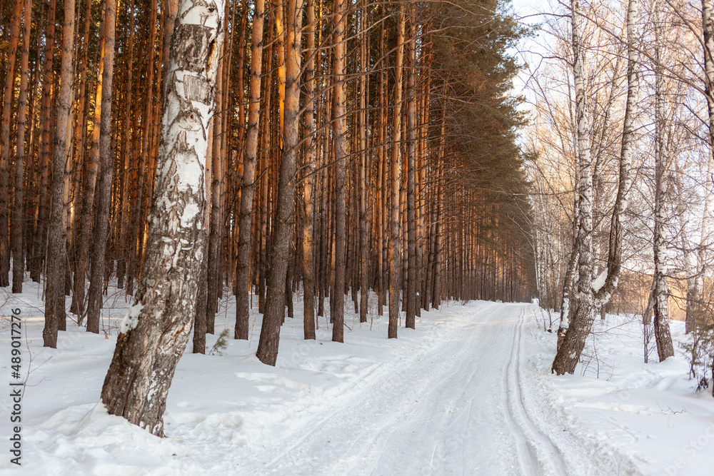 A walk through the winter forest. Snow trees and a cross-country ski trail. Beautiful and unusual roads and forest trails. Beautiful winter landscape. The trees stand in a row A walk through the winter forest. Snow trees and a cross-country ski trail. Beautiful and unusual roads and forest trails. Beautiful winter landscape. The trees stand in a row