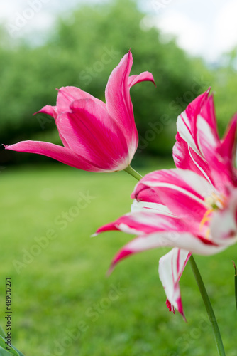 pink tulips in the garden orchard