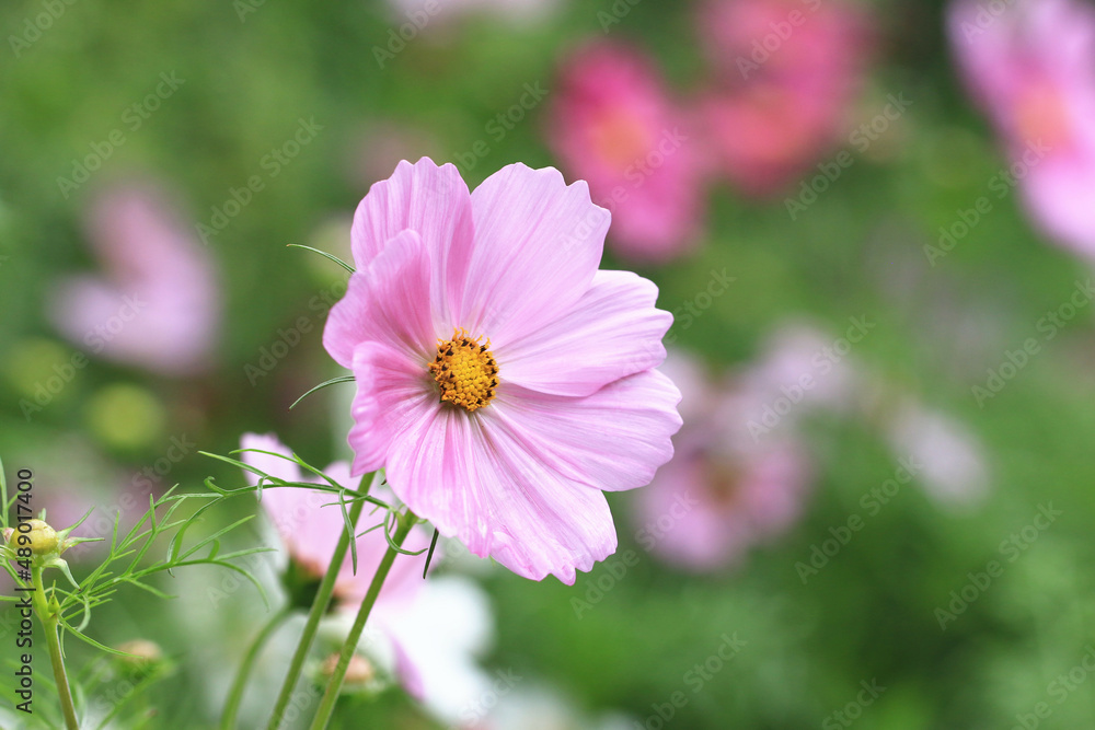 blooming Cosmos bipinnatus(Garden cosmos,Mexican aster) flowers,close-up of beautiful pink Cosmos flower blooming in the garden
blooming Cosmos bipinnatus(Garden cosmos,Mexican aster) flowers,close-up of beautiful pink Cosmos flower blooming in the garden