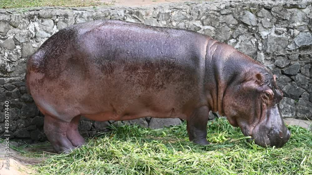 A cute little hippopotamus A cute little hippopotamus