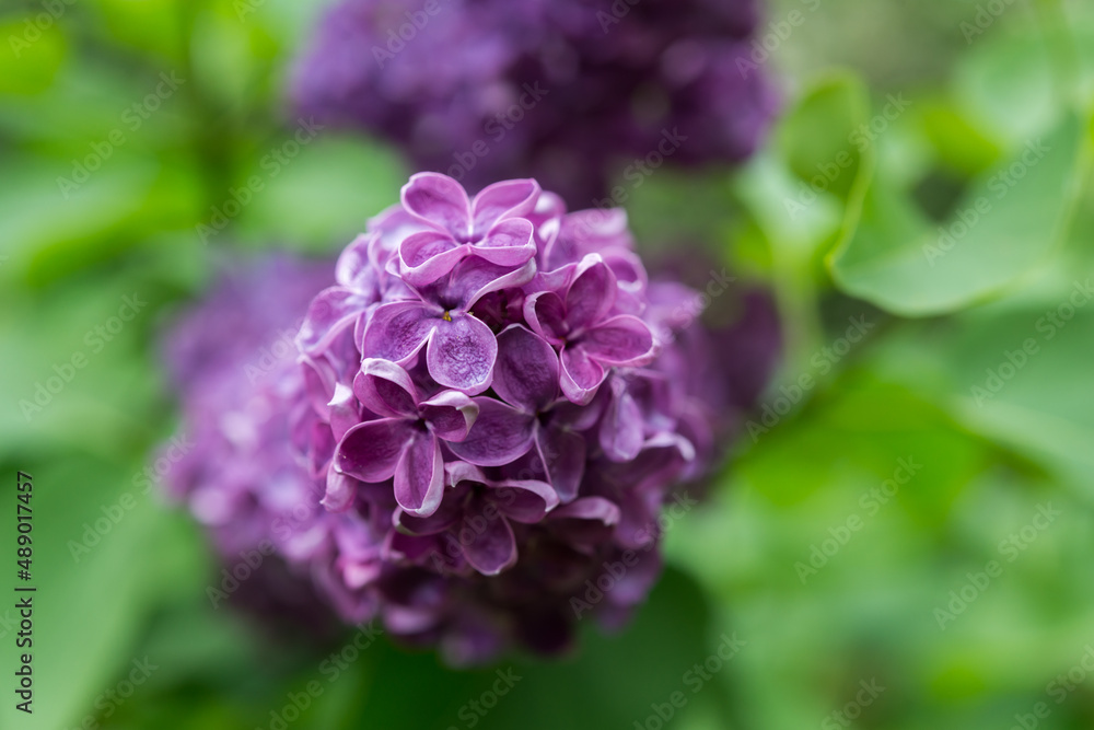 violet Syringa vulgaris or common lilac up close violet Syringa vulgaris or common lilac up close