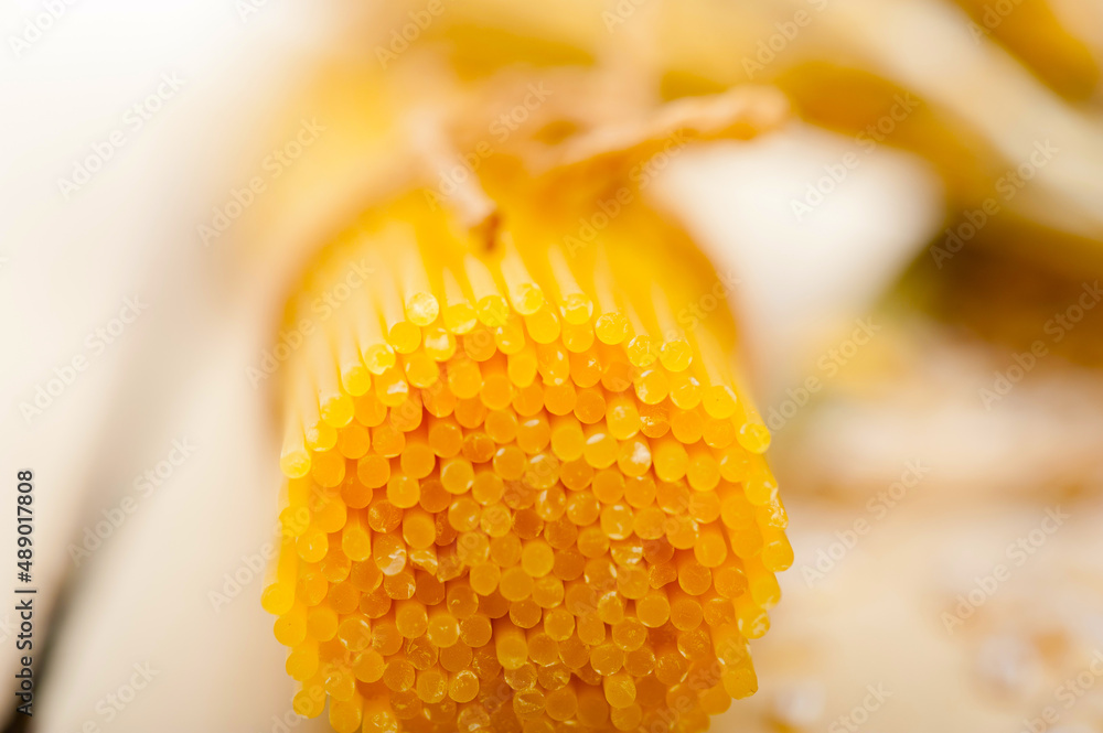 organic Raw italian pasta and durum wheat organic Raw italian pasta and durum wheat