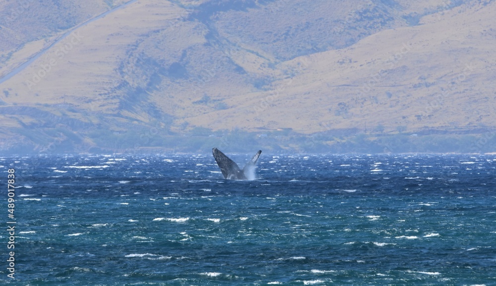 Fototapeta premium Humpback whale