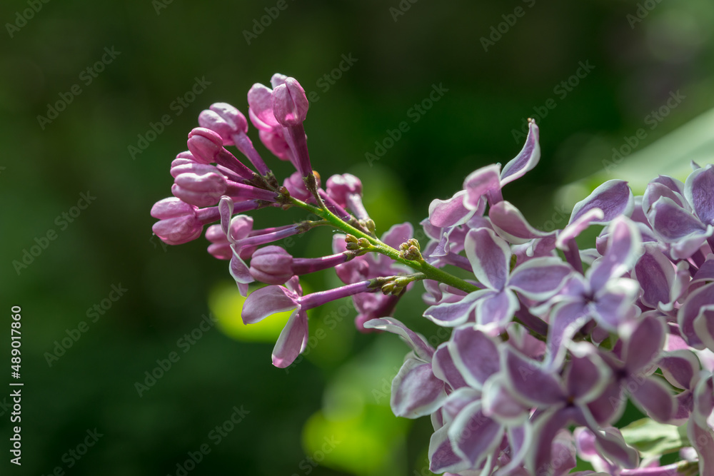 Syringa vulgaris 'Sensation' or lilacs with purple flowers and white edge Syringa vulgaris 'Sensation' or lilacs with purple flowers and white edge