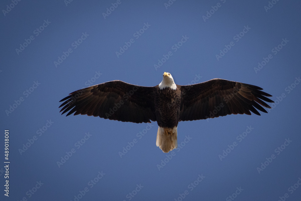 Bald eagle fishing on reelfoot lake state park in Tennessee Bald eagle fishing on reelfoot lake state park in Tennessee
