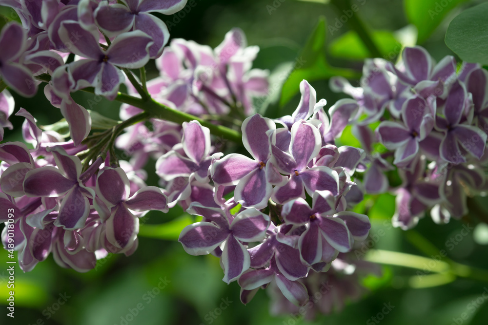 Syringa vulgaris 'Sensation' or lilacs with purple flowers and white edge in sunlight Syringa vulgaris 'Sensation' or lilacs with purple flowers and white edge in sunlight