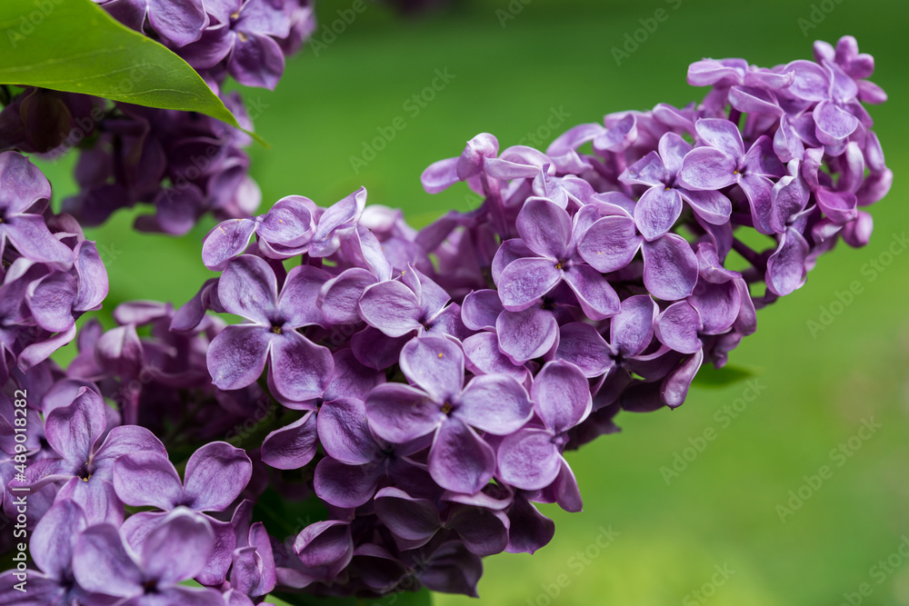 violet Syringa vulgaris or common lilac on a green background violet Syringa vulgaris or common lilac on a green background