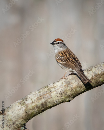 Birds - Chipping Sparrow, Reelfoot Lake State Park, Tennessee during summer