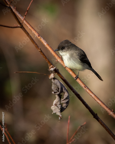 Eastern Phoebe at Hatchie national wildlife refuge in Tennessee photo