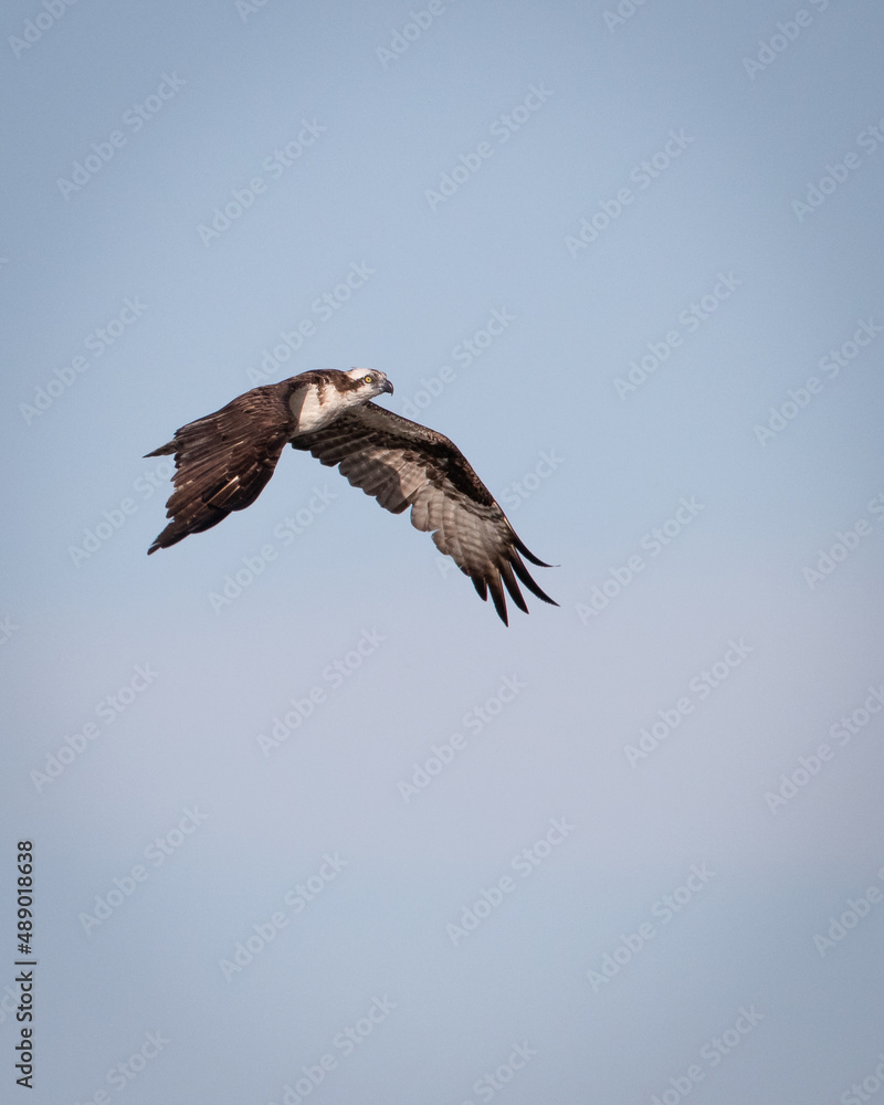 Osprey fishing on Reelfoot lake in Tennessee during the summer Osprey fishing on Reelfoot lake in Tennessee during the summer