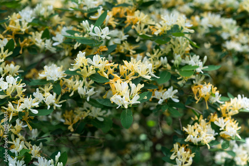 yellow honeysuckle (Lonicera caprifolium?) blossoms photo