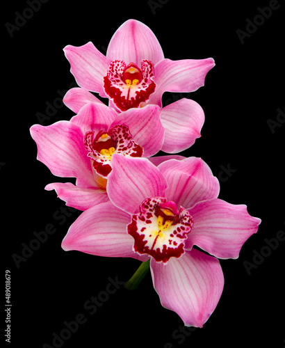 orchid flower isolated on black background