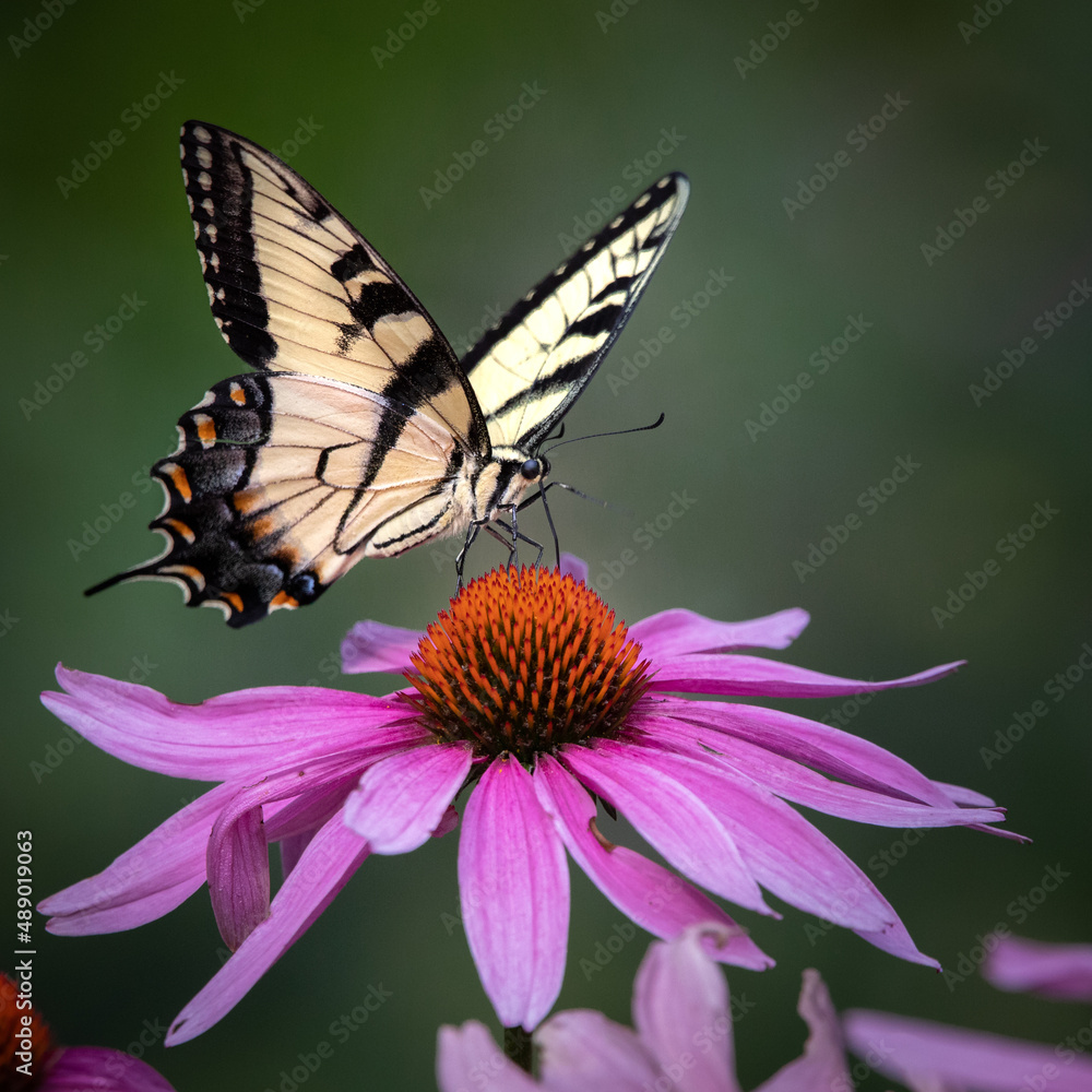 Butterfly - Eastern Riger Swallowtail - Cunningham Falls State Park, Maryland Butterfly - Eastern Riger Swallowtail - Cunningham Falls State Park, Maryland