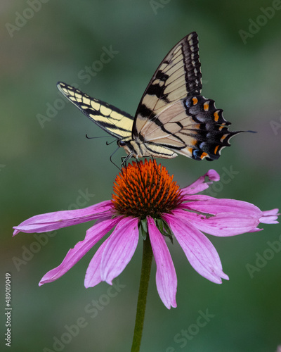 Butterfly - Eastern Riger Swallowtail - Cunningham Falls State Park, Maryland