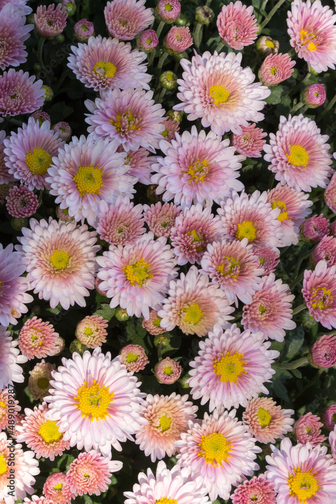 pink chrysanthemum bush blooms in the garden, close-up, sunny day pink chrysanthemum bush blooms in the garden, close-up, sunny day