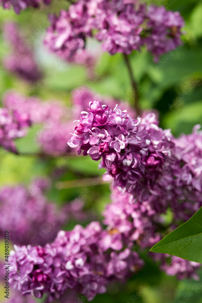 Syringa vulgaris or common lilac close up Syringa vulgaris or common lilac close up