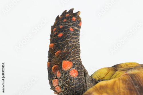 Red-footed tortoise Chelonoidis carbonaria isolated on white background
 photo