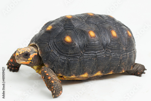 Red-footed tortoise Chelonoidis carbonaria isolated on white background
 photo