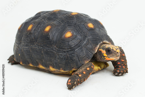 Red-footed tortoise Chelonoidis carbonaria isolated on white background
 photo