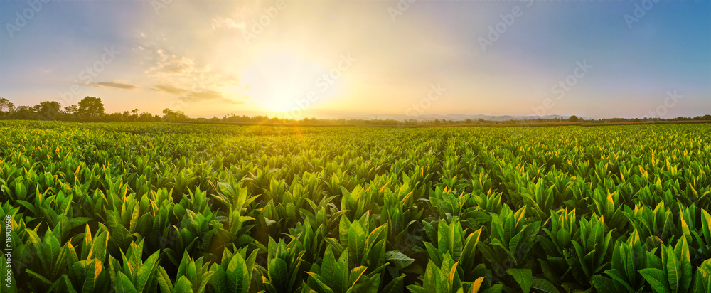 Landscape Panoramic view of Tobacco fields at sunset in countryside of Thailand, crops in agriculture, panorama - obrazy, fototapety, plakaty 