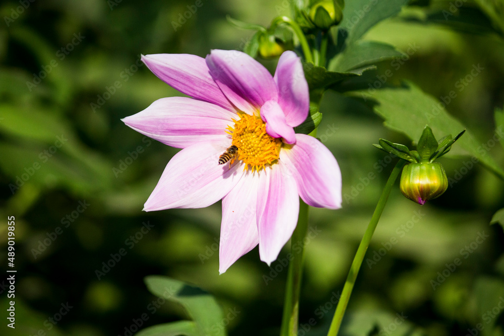 Fototapeta premium pink and white flower