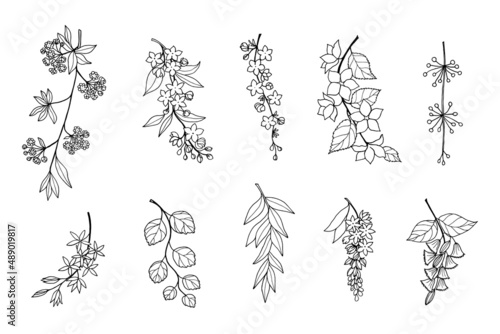 Set with flowering branches of ornamental garden shrubs spirea, jasmine, kerria objects with white fill and black outline on white background.