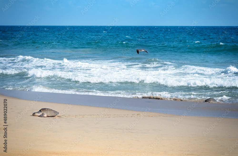 Obraz premium Turtle nesting on beach. Wildlife protection conservation. Mexico, Ocean 