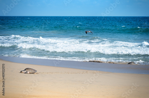  Turtle nesting on beach. Wildlife protection conservation. Mexico, Ocean 