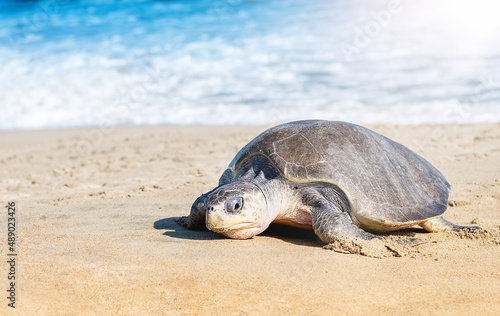 Fototapeta Naklejka Na Ścianę i Meble -   Turtle nesting on beach. Wildlife protection conservation. Mexico, Ocean 