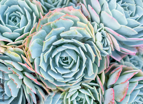 Succulent Echeveria Flower House plants Top view background