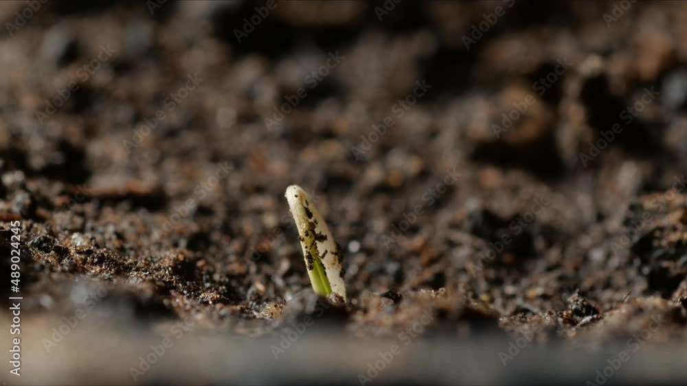 Macro Timelapse Seedling Growing Close Up Macro Timelapse Seedling Growing Close Up