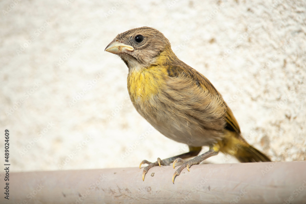 Obraz premium The land canary, Sicalis flaveola calf. Canário da terra filhote.
