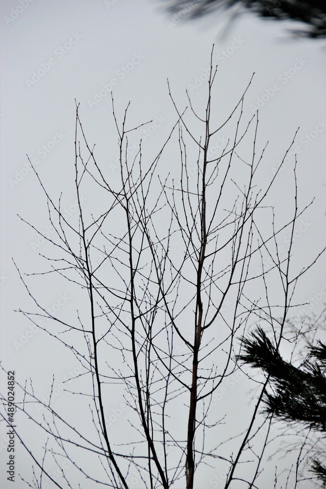 Fototapeta premium branches of a tree