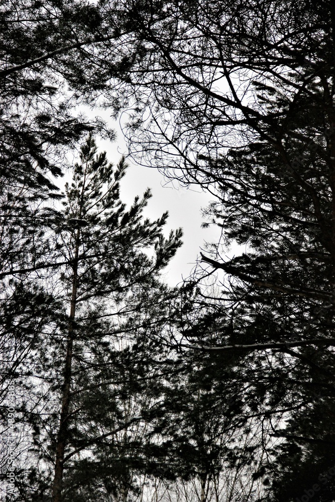 Fototapeta premium silhouette of a tree