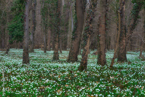 Fototapeta Naklejka Na Ścianę i Meble -  White carpet of blooming white snowdrops on the forest floor in spring