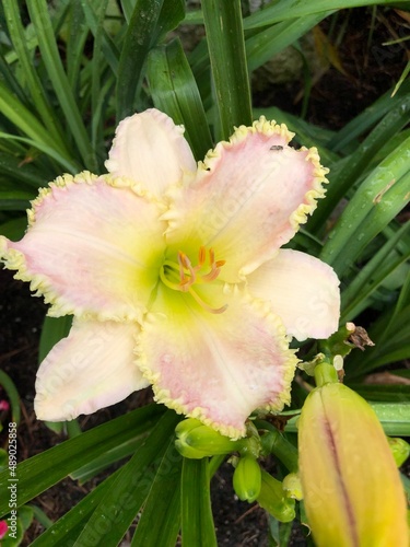 Flowers and Daylilies