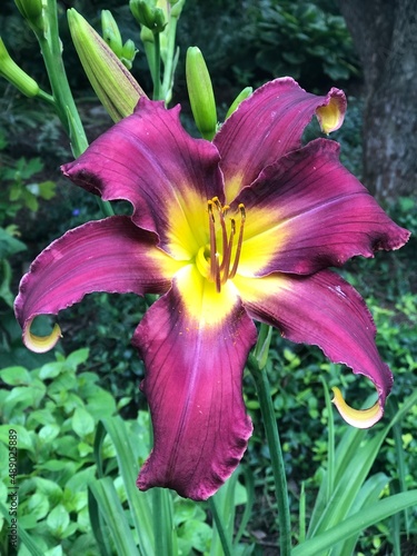 Flowers and Daylilies