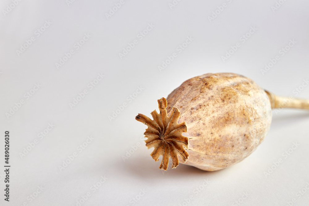 Poppy head on a white background. Growing poppies. Poppy head on a white background. Growing poppies.