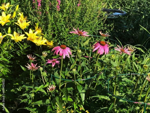 Flowers and Daylilies