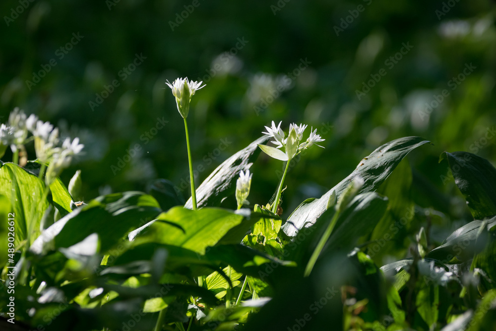 Bärlauch Blüte im Wald Bärlauch Blüte im Wald