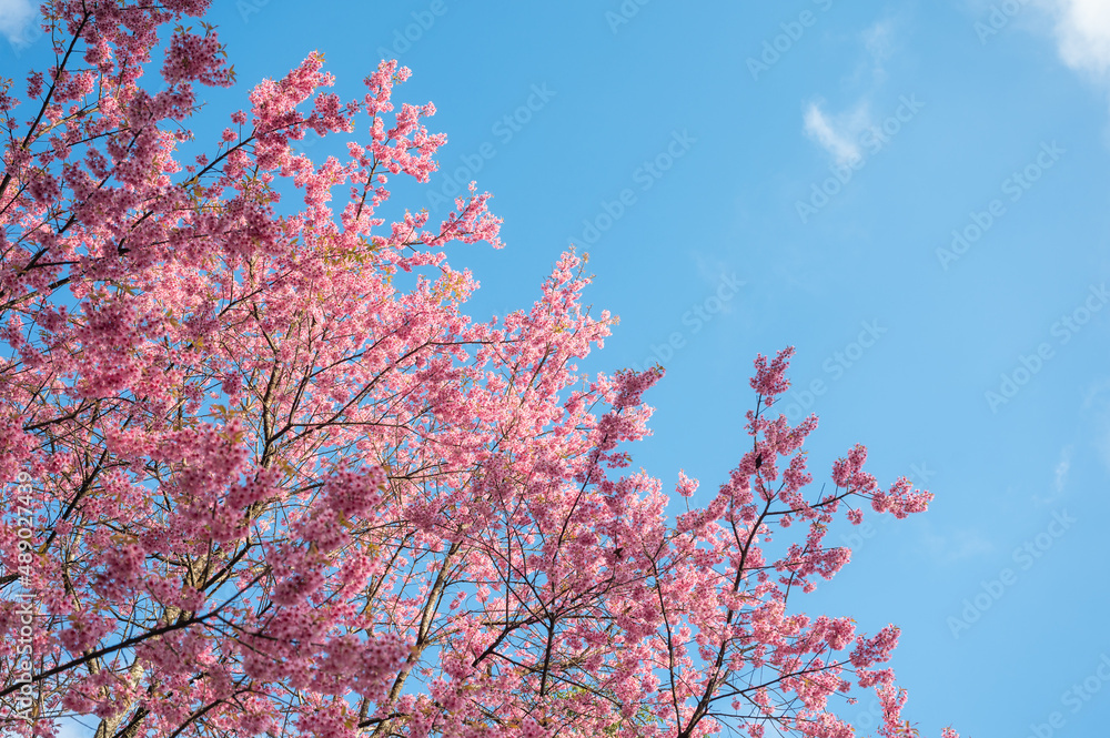 Wild Himalayan Cherry tree blooming with pink foliage in the forest and blue sky Wild Himalayan Cherry tree blooming with pink foliage in the forest and blue sky