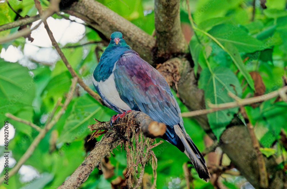 Fototapeta premium The common wood pigeon Columba palumbus is a large species in the dove and pigeon family Columbidae, native to the western Palearctic.